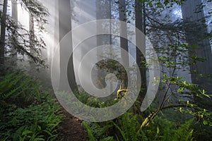 Redwoods Forest in the Morning photo