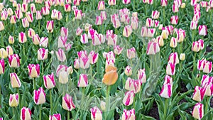 Del Piero and Dordogne Tulips