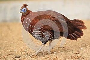 Delacour's Crested Fireback