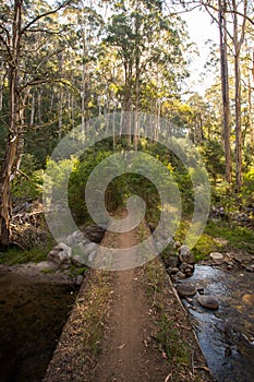 Delatite River Trail at Mt Buller