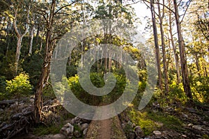 Delatite River Trail at Mt Buller