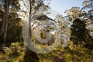 Delatite River Trail at Mt Buller