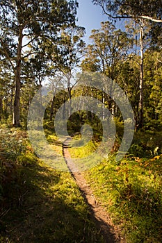 Delatite River Trail at Mt Buller