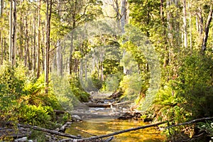 Delatite River Trail at Mt Buller photo