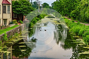 Delaware Canal Towpath and goose, Historic New Hope, PA