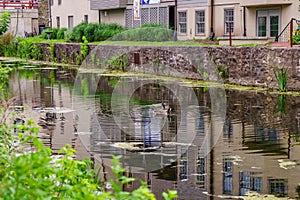 Delaware Canal Towpath and goose, Historic New Hope, PA