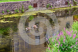 Delaware Canal Towpath and goose, Historic New Hope, PA photo