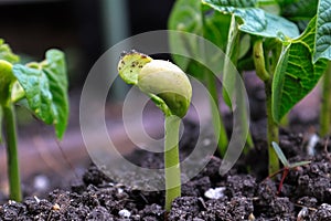 A delayed bean sprout inbetween old plants