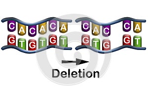 Deletion mutation, the loss of one or more nucleotides from a segment of DNA