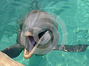 Delfin
