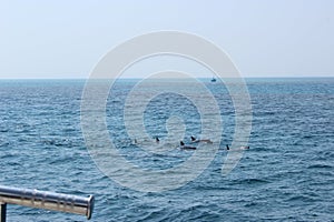 DELFINEN DELFINS Familie Family Sea Sightseen Egypt Hurghada Sommer 2020