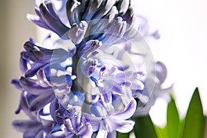 Delft blue hyacinth, spring flower close-up. Flower head macro, spring potted plants. Hyacinth background