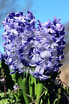 Delft Blue Lily photo