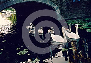 Swans swim through the majestic canals of Delft - THE NETHERLANDS photo