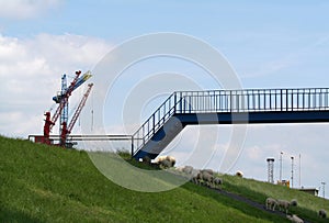 Delfzijl, sheeps under the bridge photo