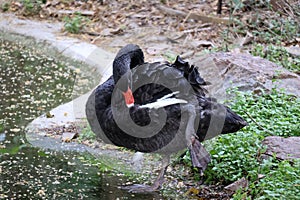 Delhi Zoological park, India - 13 April 2024, random bird photography