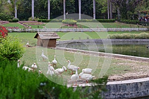 Delhi Zoological park, India - 13 April 2024, random bird photography