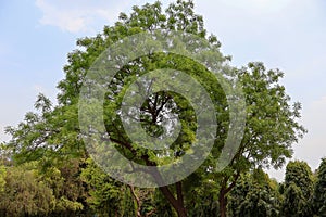 Delhi Zoological park, India - 13 April 2024, random picture of trees in blue sky in black and white.