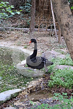 Delhi Zoological park, India - 13 April 2024, random bird photography photo