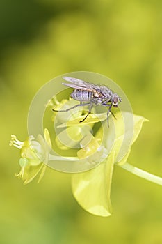 Delia antiqua - onion fly resting on marsh spurge - Euphorbia palustris