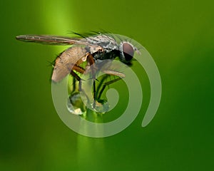 Delia sp fly