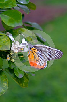 Delias eucharis or common Jezebel butterfly with broken wing finding .and eating Flower pollen on the flowers