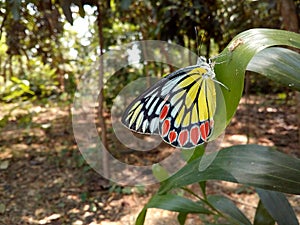 Delias eucharis, the common Jezebel, is a medium-sized pierid butterfly found in many areas of south and southeast Asia