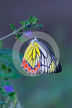 Delias eucharis, the common Jezebel, is a medium-sized pierid butterfly hanging on the flower plant