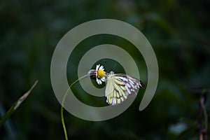 Delias eucharis, the common Jezebel, is a medium-sized pierid butterfly resting on the flower plants