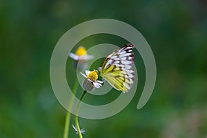 Delias eucharis, the common Jezebel, is a medium-sized pierid butterfly resting on the flower plants