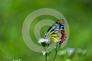 Delias eucharis, the common Jezebel, is a medium-sized pierid butterfly resting on the flower plants