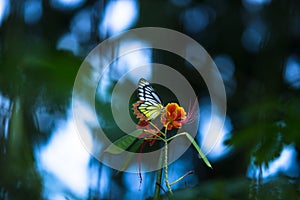 Delias eucharis, the common Jezebel, is a medium-sized pierid butterfly resting on the flower plants