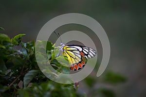 Delias eucharis, the common Jezebel, is a medium-sized pierid butterfly resting on the flower plants