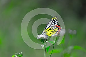 Delias eucharis, the common Jezebel, is a medium-sized pierid butterfly resting on the flower plants