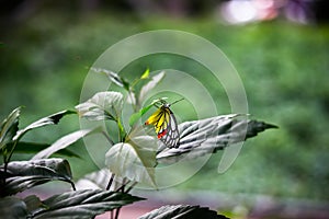 Delias eucharis or Jezebel butterfly on the flower plant in a soft green background