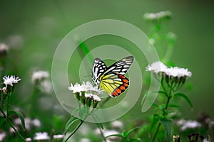 Delias eucharis or Jezebel butterfly visiting flower plants for nectar during spring season