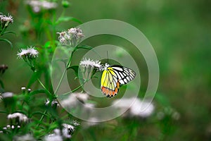 Delias eucharis or Jezebel butterfly visiting flower plants for nectar during spring season