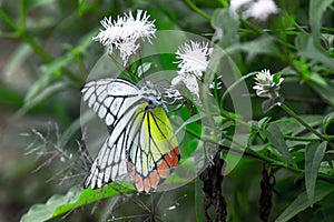 Delias eucharis or Jezebel butterfly visiting flower plants for nectar during spring season