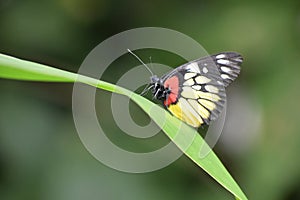 Delias pasithoe - Butterfly photo