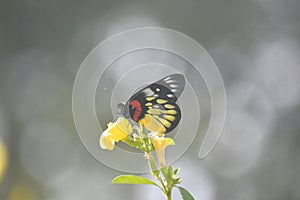 Delias pasithoe - Butterfly