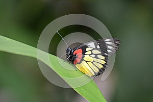 Delias pasithoe - Butterfly photo