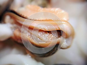 Delicacy canned mussel shellfish clam marinade seafood animal macro photo