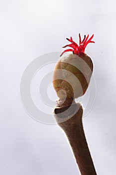 The delicacy and vibrant colors of a female hazel flower, hidden details of the red European hazel stigma Corylus avellana