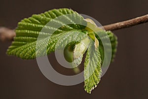 The delicacy and vibrant colors of young hazelnut leaves, European hazel Corylus avellana macro photography