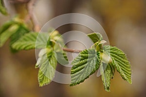 The delicacy and vibrant colors of young hazelnut leaves, European hazel Corylus avellana macro photography
