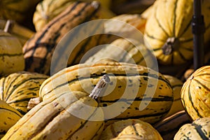 Delicata