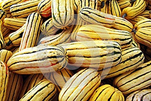 Delicata Squash