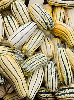 Delicata squash on display