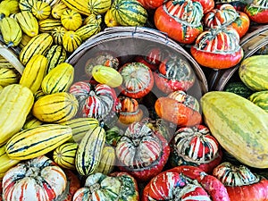 Delicata and Turban squashes at the market