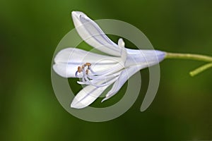 Delicate Agapantha Flower